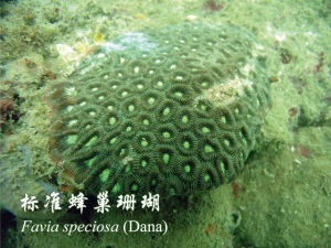標準蜂巢珊瑚 標準蜂巢珊瑚