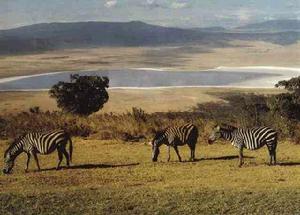 恩戈羅恩戈羅火山口野生動物園 恩戈羅恩戈羅火山口野生動物園