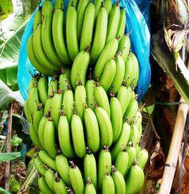 巴西蕉 巴西蕉