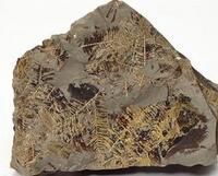 獨山工蕨 獨山工蕨