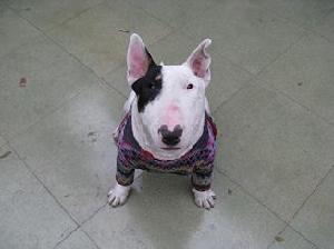 （圖）《家有賤狗》