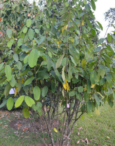 多脈瓜馥木 多脈瓜馥木