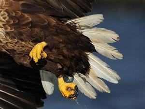 白尾海雕（尾部）