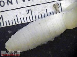 巨型帕盧斯蚯蚓