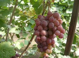 哈爾濱葡萄王國 哈爾濱葡萄王國