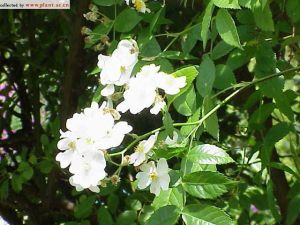 毛葉彎刺薔薇(變種)