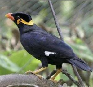 鷯哥小巽他群島亞種 鷯哥小巽他群島亞種