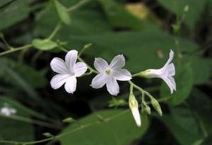 毛果飛蛾藤 毛果飛蛾藤