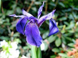 長葶鳶尾 長葶鳶尾