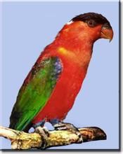 白頸吸蜜鸚鵡 白頸吸蜜鸚鵡