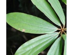 紫雲山新木姜子(變種) 紫雲山新木姜子(變種)