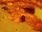 保存在琥珀中1億年的壁虎化石腳趾清晰可見