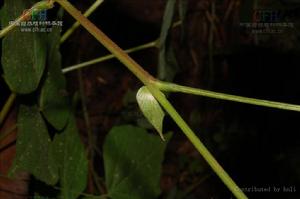 雲南長柄山螞蝗