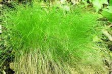 茶色苔草 茶色苔草