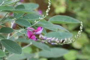 柔毛胡枝子 柔毛胡枝子