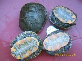 西部錦龜 西部錦龜