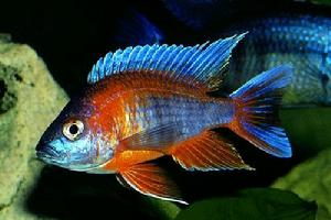 帝王艷紅 帝王艷紅