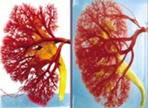 中國數字人男1號