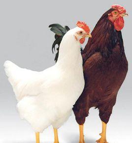 羅曼蛋雞 羅曼蛋雞