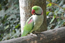 鸚鵡Alex 鸚鵡Alex