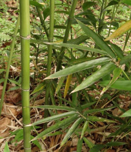 裸籜海竹 裸籜海竹