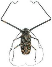 擬天牛科 擬天牛科