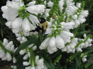 夏雪[唇形科植物]