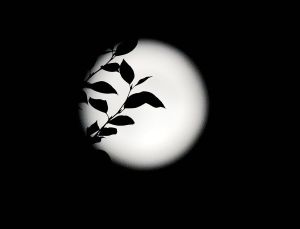 月光論壇 月光論壇