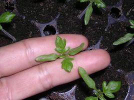 蔬菜幼苗立枯病 蔬菜幼苗立枯病