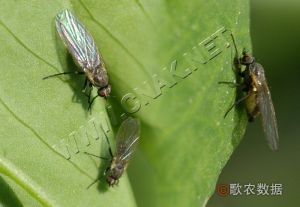 豌豆潛蠅 豌豆潛蠅