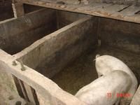 老楊自然村養殖業（肉豬）