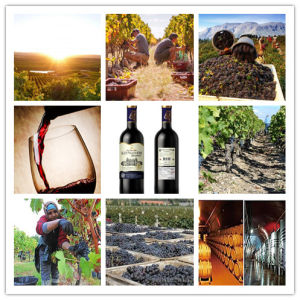 格闌萄切斯葡萄酒