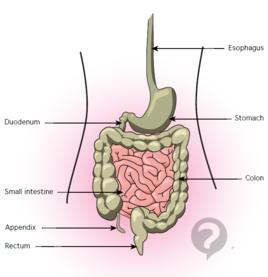 十二指腸升部 十二指腸升部