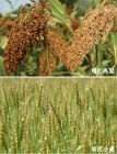 糯紅高梁、軟質小麥