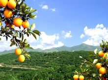 新寧臍橙種植基地