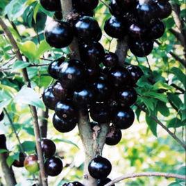 巴西樹葡萄 巴西樹葡萄