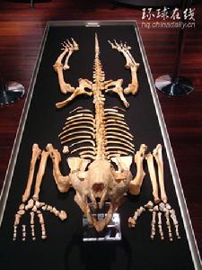 澳大利亞博物館