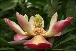 馬關木蓮 馬關木蓮