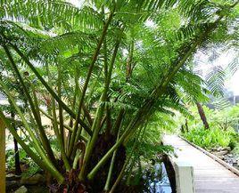 觀音座蓮 觀音座蓮