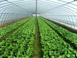 上海家綠蔬菜專業合作社 上海家綠蔬菜專業合作社