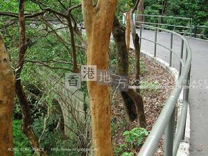 薄扶林水塘石橋