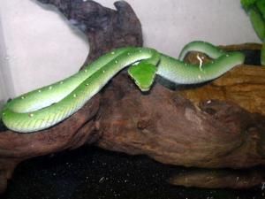 裂頰海蛇 裂頰海蛇