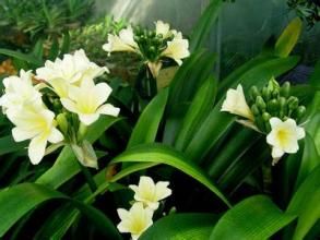 多序岩黃耆（原變種）