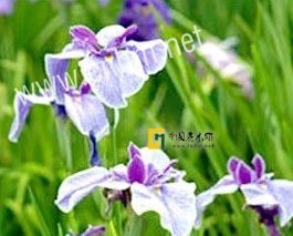 台灣繡線菊 台灣繡線菊