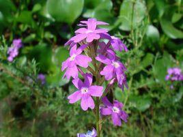 陸地植物 陸地植物