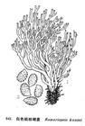 白色擬枝瑚菌 白色擬枝瑚菌