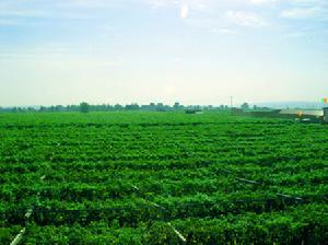 西小梵村 西小梵村