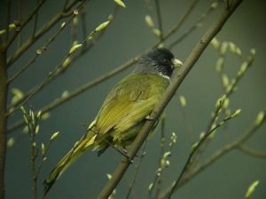 《秦風·黃鳥》 《秦風·黃鳥》