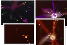 像素孢子2 像素孢子2