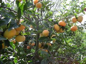 黑魯村農村經濟-種植業